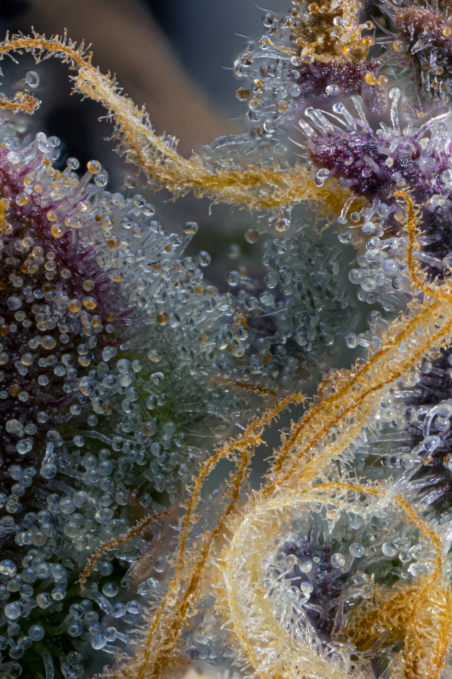 DRIED CANNABIS - HUNG DRY, HAND TRIMMED