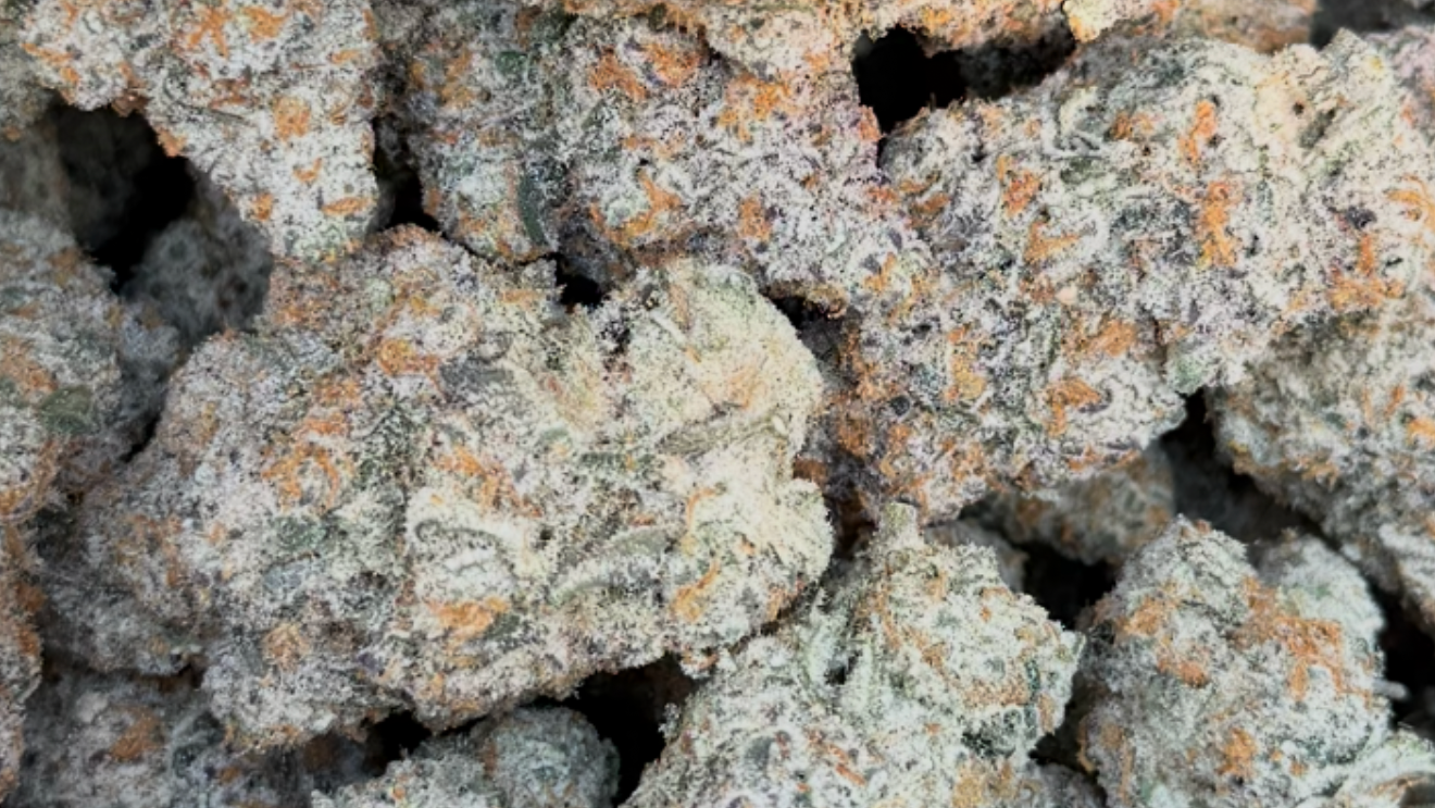 7G - PREMIUM WHOLE FLOWER - MAJESTIC - CASE 12 BAGS